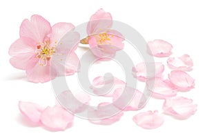Japanese cherry blossom and petals isolated on white background
