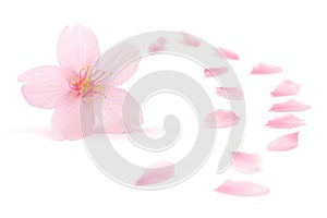 Japanese pink cherry blossom and petals isolated on white background