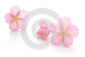 Japanese pink cherry blossom and petals isolated on white background