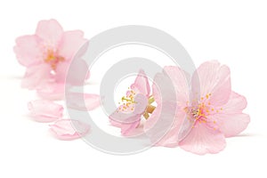 Japanese pink cherry blossom on white background