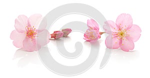 Japanese pink cherry blossom, white background, spring photography set