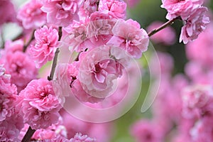 Japanese Pink Cherry Blossoms landscape