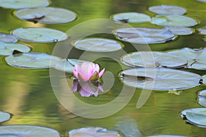 Japanese Pink Lotus flower in pond with reflection