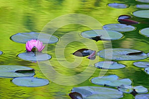 Japanese Pink Lotus flower in pond with reflection