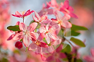 Japanese pink and red cherry tree flower blossom