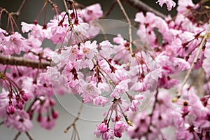 Japanese Pink Sakura