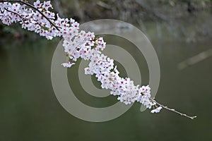 Japanese Pink Sakura Pond.