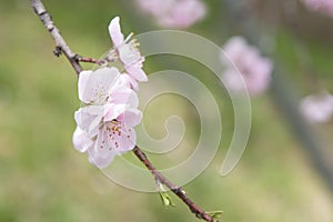 Japanese pink and white cherry sakura blossom bloom in spring season