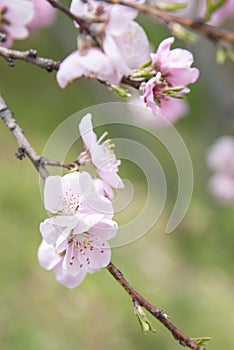 Japanese pink and white cherry sakura blossom bloom in spring season