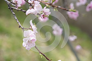 Japanese pink and white cherry sakura blossom bloom in spring season