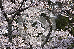 Japanese pink and white cherry sakura blossom bloom in spring season