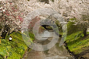 Japanese pink and white cherry sakura blossom bloom in spring season. Omiya bridge isthe famous place for sight seeing sakura