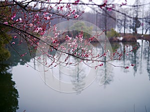 Japonés ciruela flor 