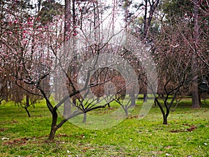 Japanese plum blossom