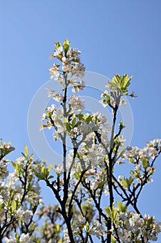 Japanese plum blossoms