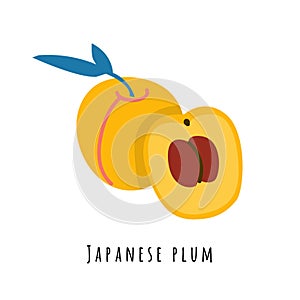 Japanese plum fruit flat vector illustration