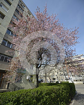 Japanese plum tree in the city