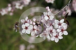 Japanese Plum tree flowering
