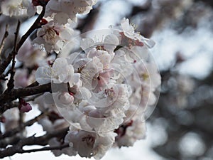 Japanese Plum Ume in Bloom