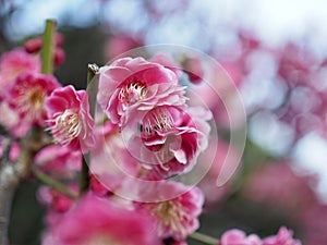 Japanese Plum Ume in Bloom