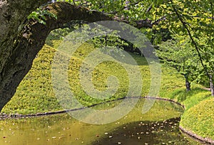 Japanese pond depicting curves shapes in the Koishikawa Korakuen Park.