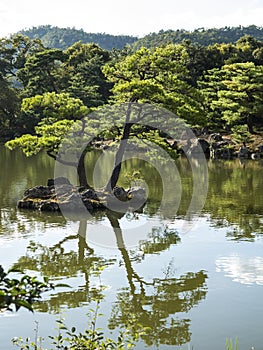 Japanese pond with pine trees