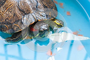 Japanese pond turtle