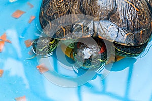 Japanese pond turtle