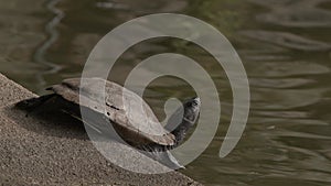 A Japanese pond turtle resting beside a pond.