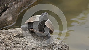 Japanese pond turtle shooing flies away.