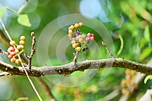 Japanese prickry ash (Zanthoxylum piperitum) fruits. Rutaceae is a dioecious, deciduous shrub native to Japan.