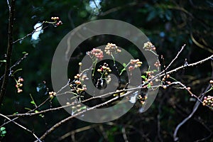 Japanese prickry ash (Zanthoxylum piperitum) fruits. Rutaceae is a dioecious, deciduous shrub native to Japan.