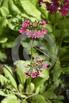 Japanese Primrose Millers Crimson photo