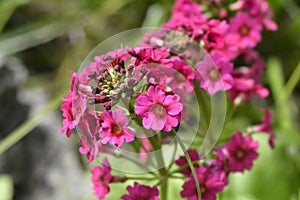 Japanese Primrose Millers Crimson