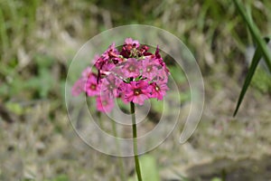 Japanese Primrose Millers Crimson