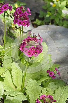 Japanese Primrose Millers Crimson