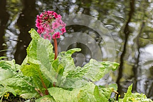 Japanese primrose Primula japonica, flowering on a river bank