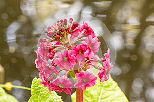 Japanese primrose Primula japonica, flowering umbel