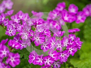 Japanese primrose, Primula sieboldii, Known also as Asiatic primrose and Cortusoides primula. Another scientific name is Primula