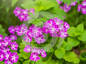 Japanese primrose, Primula sieboldii, Known also as Asiatic primrose and Cortusoides primula. Another scientific name is Primula