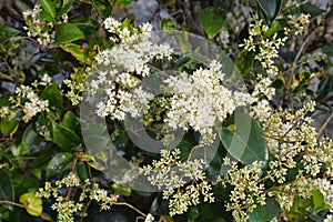 Japanese privet flowers