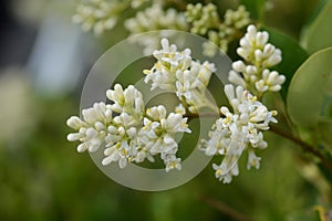 Japanese privet flowers