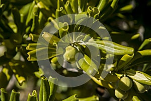 Japanese privet with ripening fruit and bright leaves