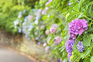 Japanese purple hydrangea flowers called ajisai along the Asuka-no-komichi road.