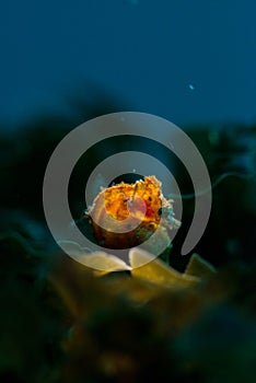 Japanese pygmy seahorse