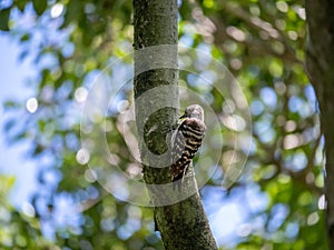 Japanese pygmy woodpecker on a tree 2