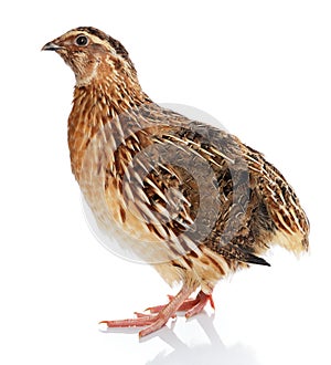 Japanese Quail