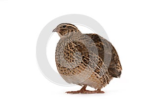 Japanese quail