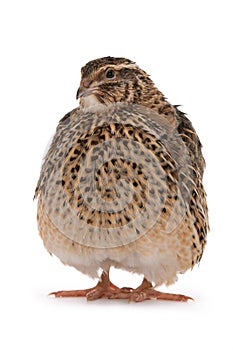 Japanese quail