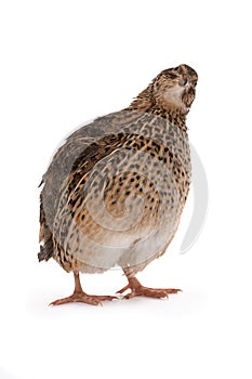 Japanese quail